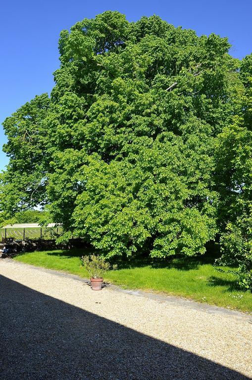 Le Vieux Noyer Bed & Breakfast Saint-Maurice-de-Tavernole Dış mekan fotoğraf